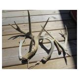 deer antlers