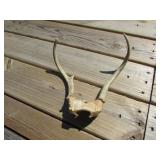 deer antlers