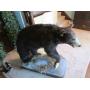 full mount black bear w/northern pike