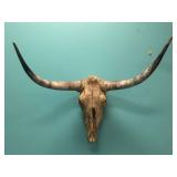 TEXAS LONGHORN SKULL - 40" SPREAD TEXAS LONGHORN SKULL - 40" SPREAD
