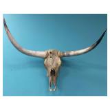 TEXAS LONGHORN SKULL - 42" SPREAD TEXAS LONGHORN SKULL - 42" SPREAD