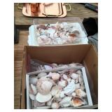 Large Collection of Sea Shells