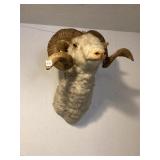 Ram Mount & Antlers