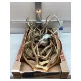 Deer Antlers