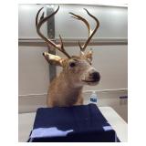 Deer Mount