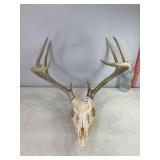 European Mount