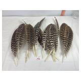 Turkey Feathers