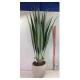48' Agave in Cement Pot