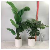 Decorative Faux Plants
