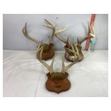 Assorted Mounted Antlers