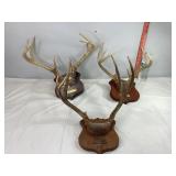 Assorted Mounted Antlers