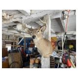 Deer mount Deer mount