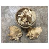 Sea Shells
