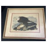 White headed eagle by R. Havell & San London