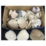 Variety of Sea Shells.