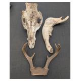 Skull, Jaw Bone, Deer Antlers