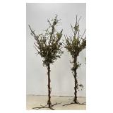 6 FT Welded Metal Decorative Trees