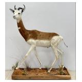 Dama Gazelle Taxidermy Mount w/ Scenic Flooring