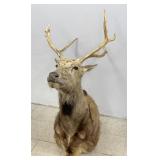 3 FT Deer Taxidermy Shoulder Mount