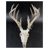 European Style White Tail Deer Mount