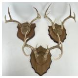 Selection of Antler Mounts