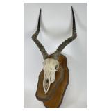 European Mount Authentic Horned Antelope Greater