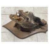 Vintage Javalina Shoulder Mount