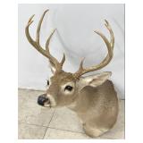 Taxidermy Whitetail Deer Shoulder Mount