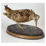 Taxidermy Eurasian Woodcock