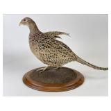 Antique Female Ring Neck Pheasant