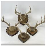 Whitetail Deer Antler Mounts