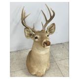 Deer Shoulder Mount
