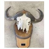European Mount African Cape Buffalo Skull