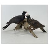 Antique Taxidermized White Crowned Pigeons