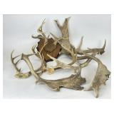 Selection of Antlers & Mounted Antlers