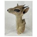 Duiker Taxidermy Shoulder Mount