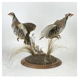 Antique Chukar Partridge Taxidermy