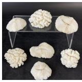 Natural Table Coral Specimens