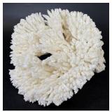 Natural Table Coral Specimen