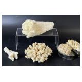 Natural Cauliflower Coral Clusters