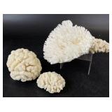 Natural Table Coral Specimens