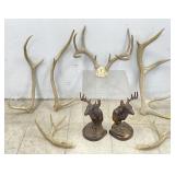 Natural Cervid Antlers & Stag Decor
