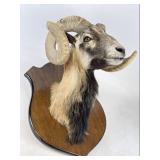 Corsican Ram Taxidermy Shoulder Mount