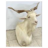 Taxidermy Shoulder Mount White Goat