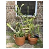 Decorative Terracotta Planters