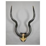 Mounted pair of antelope horns