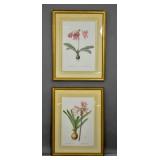 2 Botanical prints 2 Botanical prints
