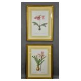 2 Botanical prints