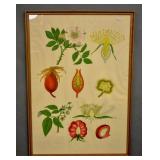 Framed botanical illustration