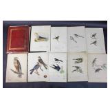 Portfolio of bird & egg prints